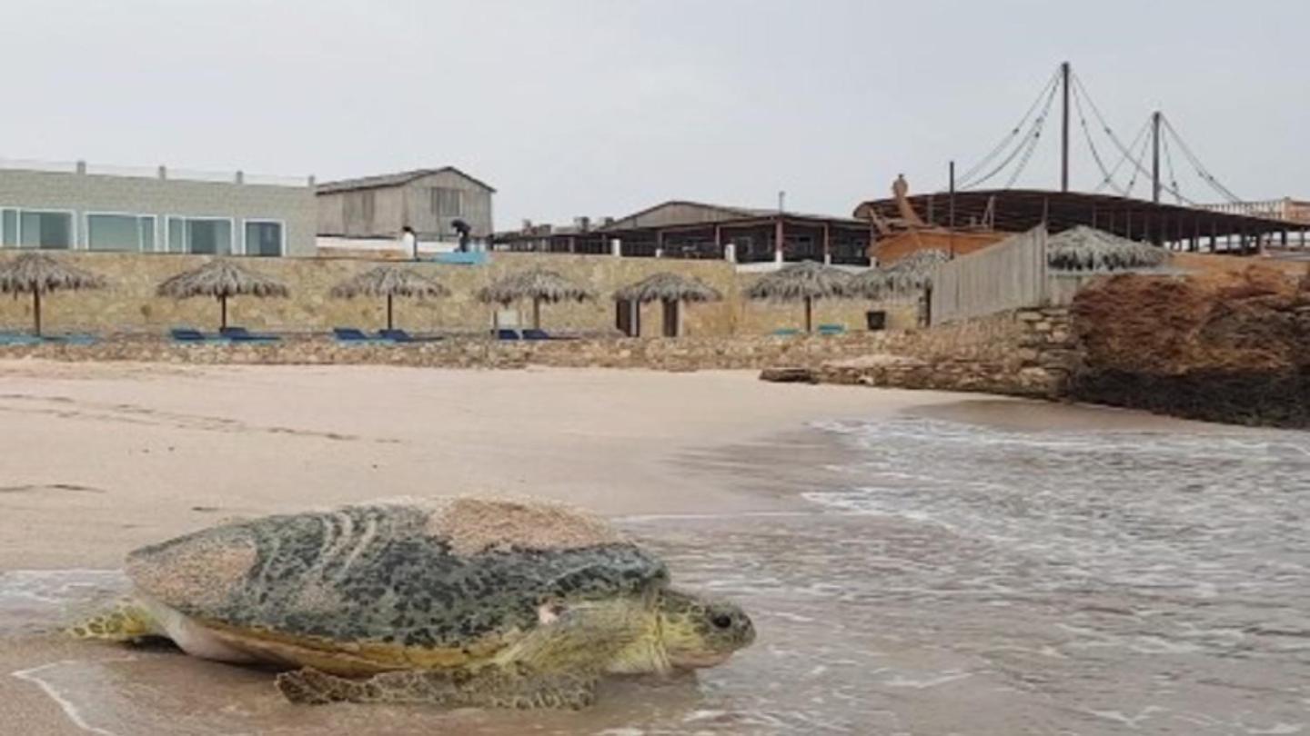 Turtle Beach Resort Ras al Hadd Kültér fotó